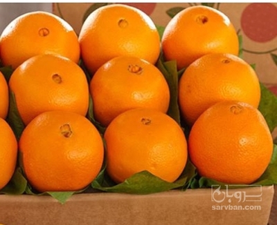 فروش پرتقال تامسون