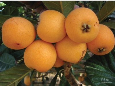 فروش ازگیل ژاپنی