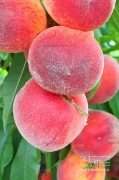 فروش هلو
