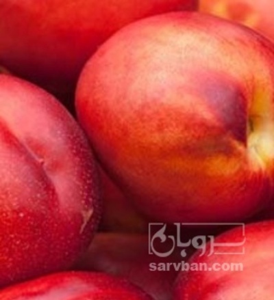 فروش شلیل