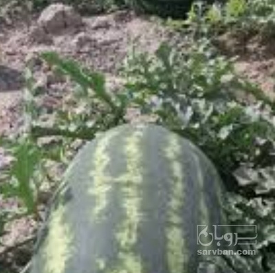 فروش هندوانه