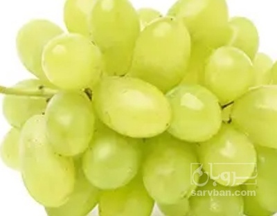 فروش انگور