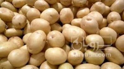فروش سیب زمینی آگریا