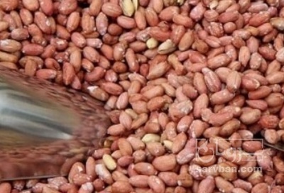 فروش بادام زمینی بو داده