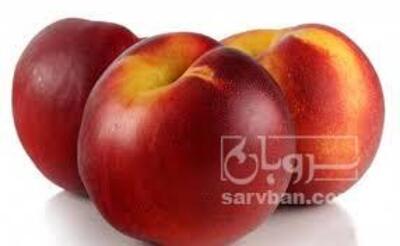 فروش شلیل