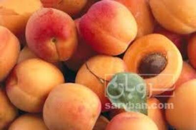 فروش زردآلو