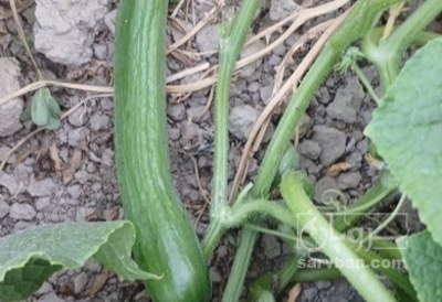 فروش خیار سالادی