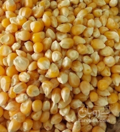 فروش ذرت