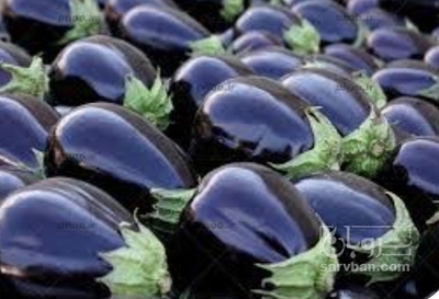 فروش بادمجان دلمه