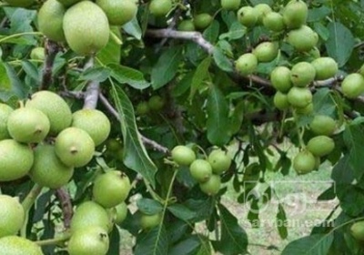 فروش گردو