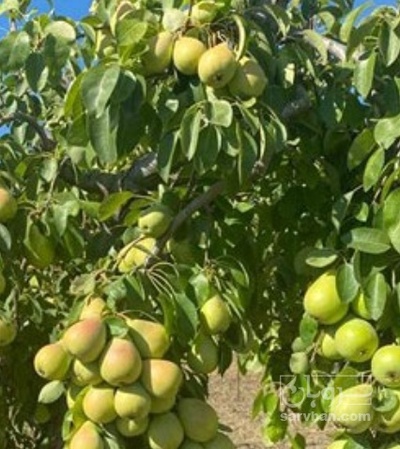 فروش گلابی