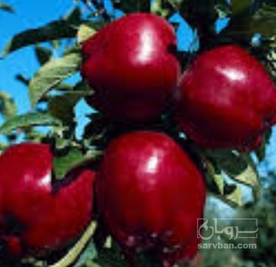 فروش سیب قرمز