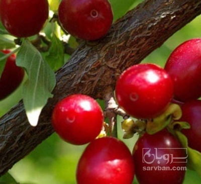 فروش زغال اخته