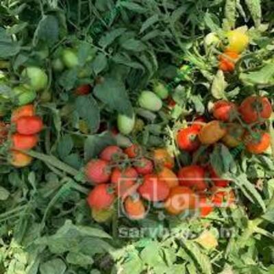 فروش گوجه فرنگی