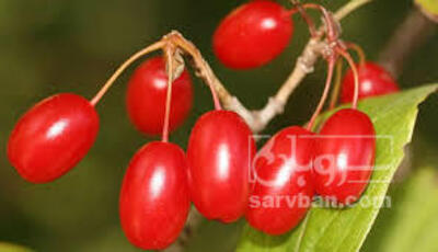 فروش زغال اخته