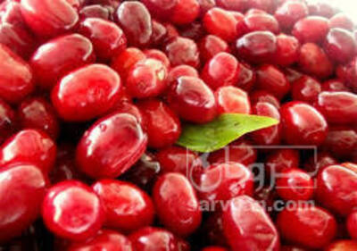 فروش زغال اخته