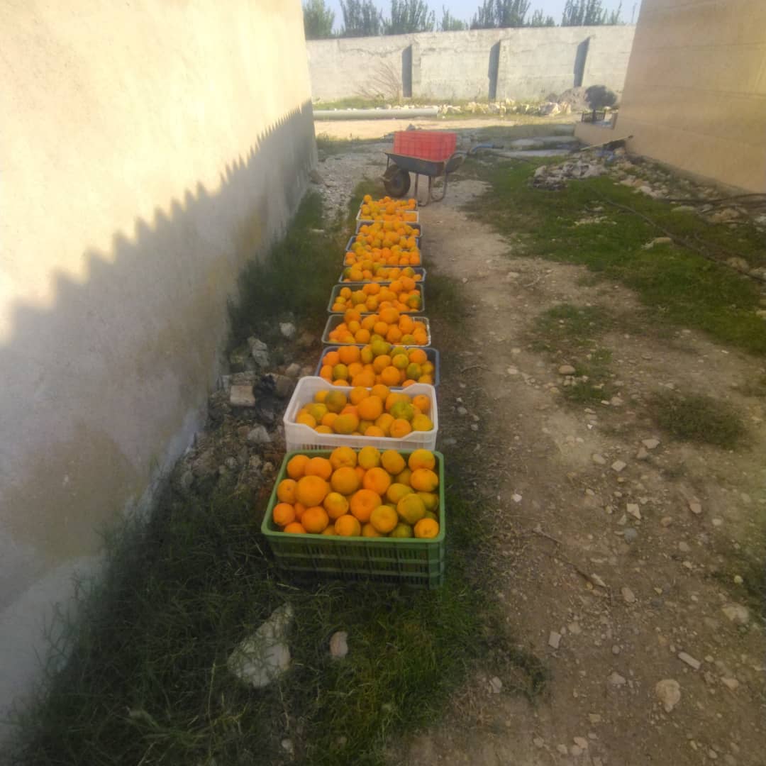 فروش نارنگی