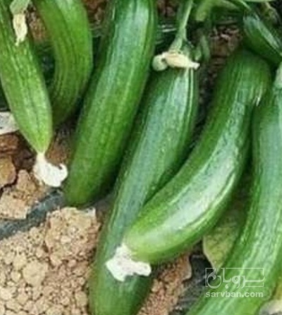 فروش خیار خیار شوری