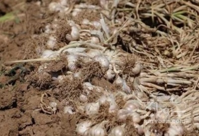 فروش سیر پوست کنی