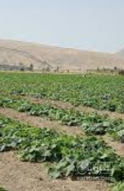 فروش خیار نول