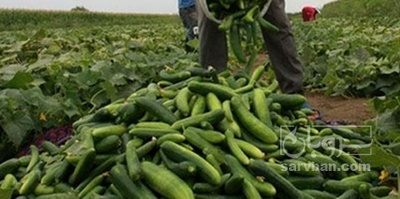 فروش خیار سالادی