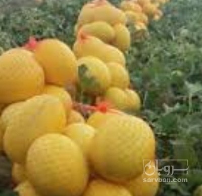 فروش خربزه زرد
