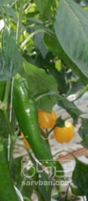 فروش فلفل تند
