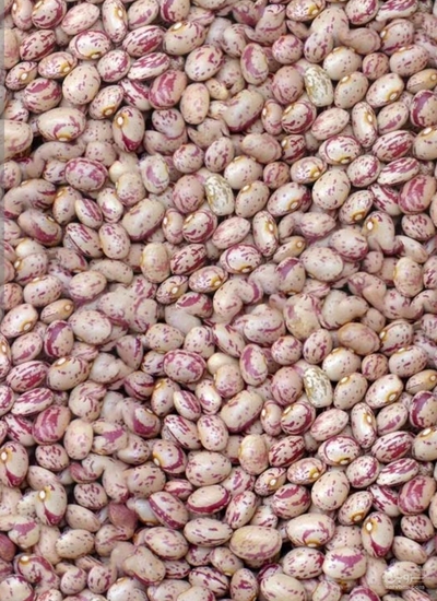فروش لوبیا چیتی