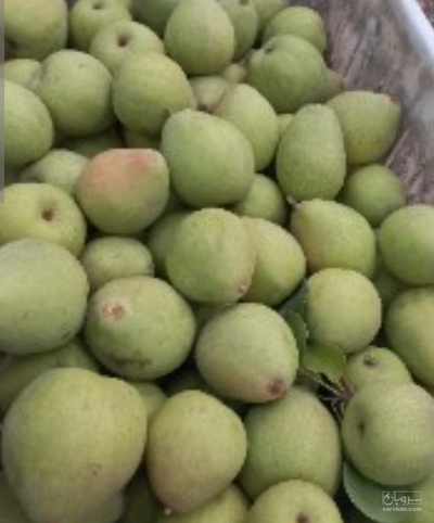 فروش گلابی