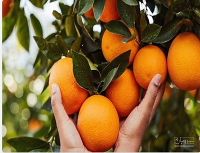 فروش پرتقال والنسیا