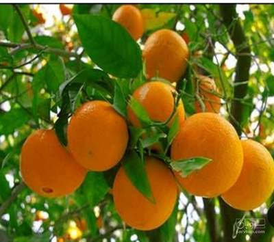 فروش پرتقال معمولی
