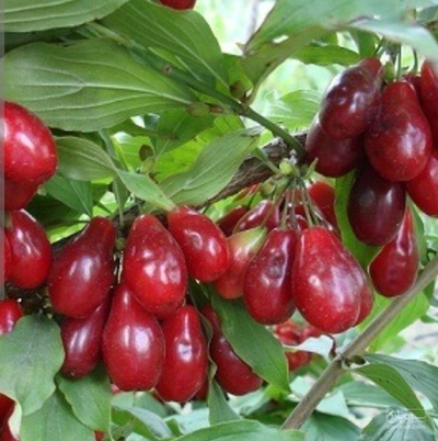 فروش زغال اخته