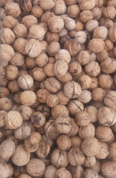 فروش گردو