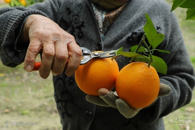 فروش پرتقال تامسون