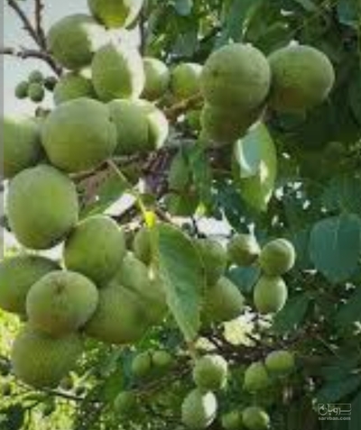 فروش گردو