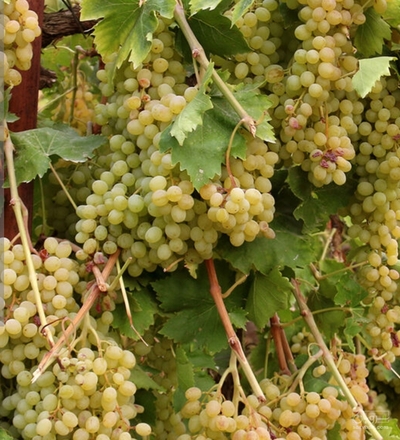 فروش انگور