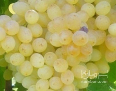 فروش انگور