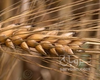 فروش جو