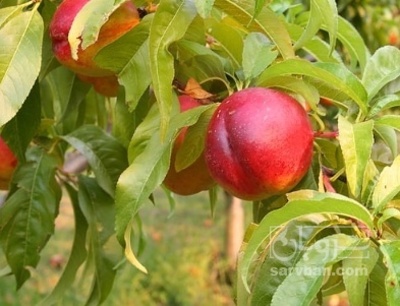 فروش شلیل