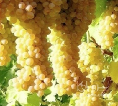 فروش انگور