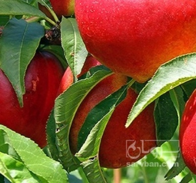 فروش شلیل