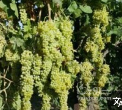 فروش انگور
