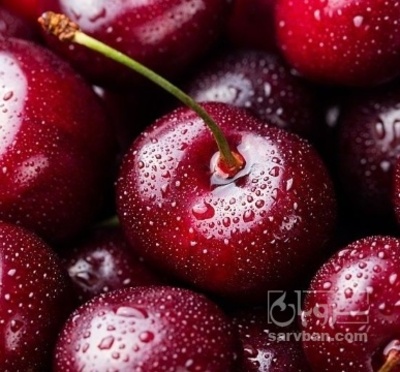 فروش گیلاس