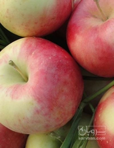 فروش سیب پاییزه