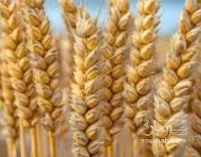 فروش گندم