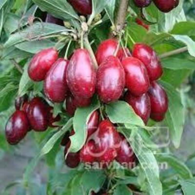 فروش زغال اخته