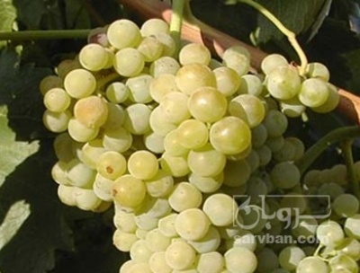 فروش انگور