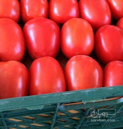 فروش گوجه فرنگی