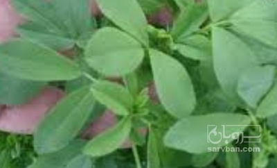 فروش یونجه
