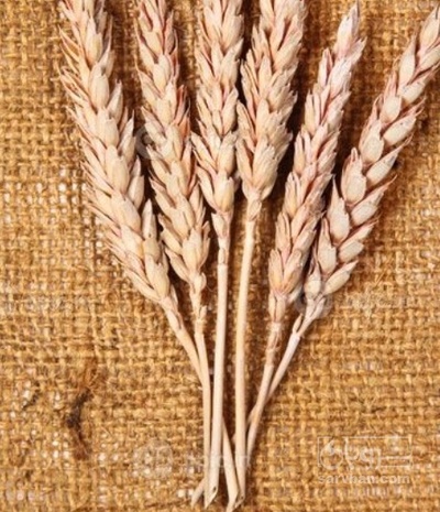 فروش گندم